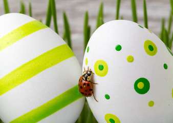 株式会社 たまご